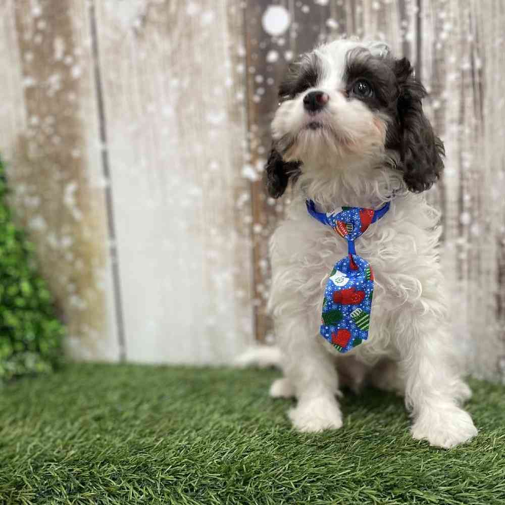 Male Cavapoo Puppy for Sale in Braintree, MA