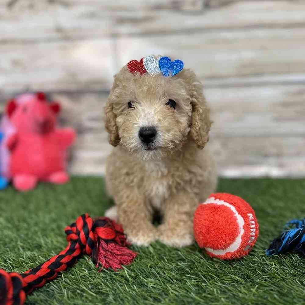 Female Poodle (MINI) Puppy for Sale in Saugus, MA