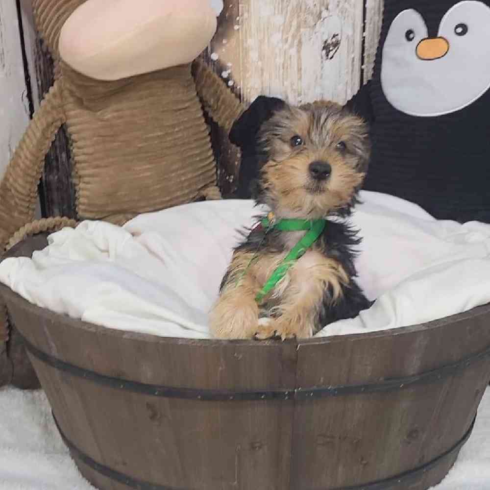 Male Yorkshire Terrier Puppy for Sale in Saugus, MA