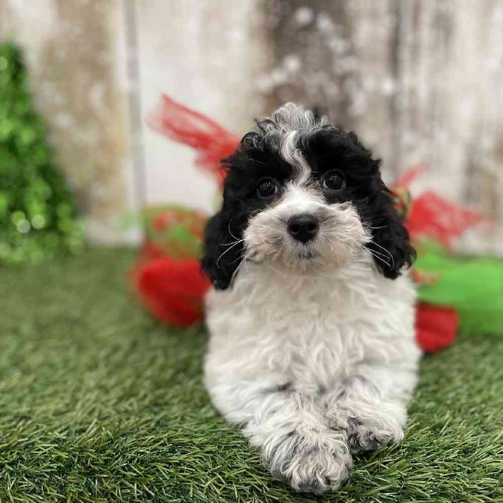Female Cavachon Puppy for Sale in Braintree, MA