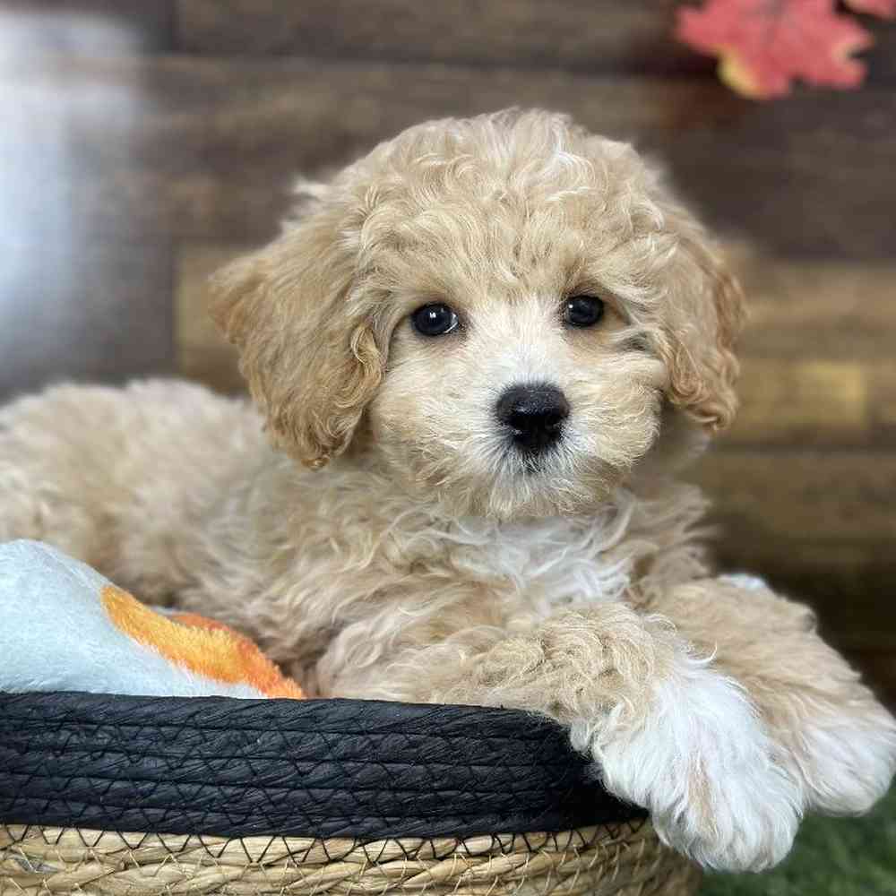 Male Bichon-Poodle 2nd Gen Puppy for Sale in Saugus, MA