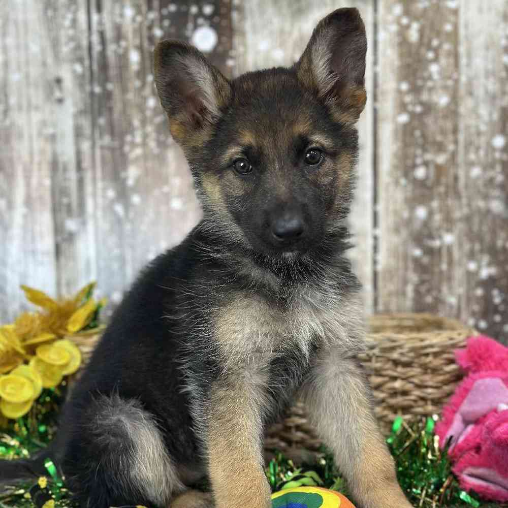 Female German Shepherd Dog Puppy for Sale in Saugus, MA