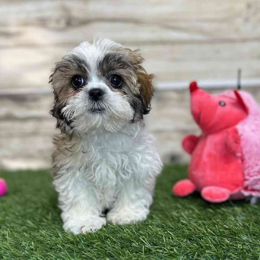 Female Teddy Bear (Zuchon) 2nd Gen Puppy for Sale in Saugus, MA