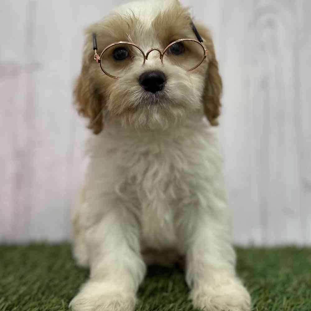 Male Cavachon Puppy for Sale in Braintree, MA