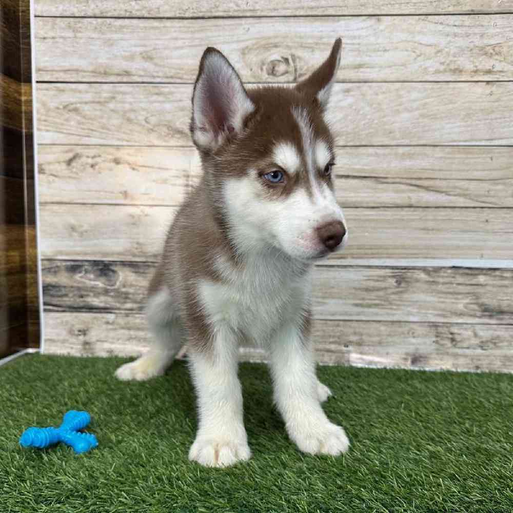 Male Siberian Husky Puppy for Sale in Braintree, MA
