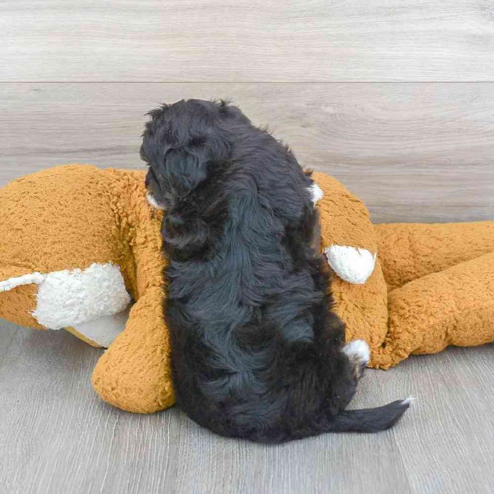 mini-aussiedoodle-nick-4171847255901885.jpg