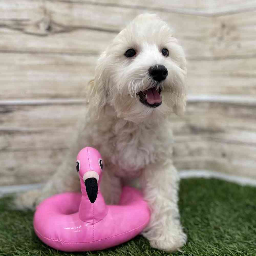 Male Schnoodle Puppy for Sale in Braintree, MA