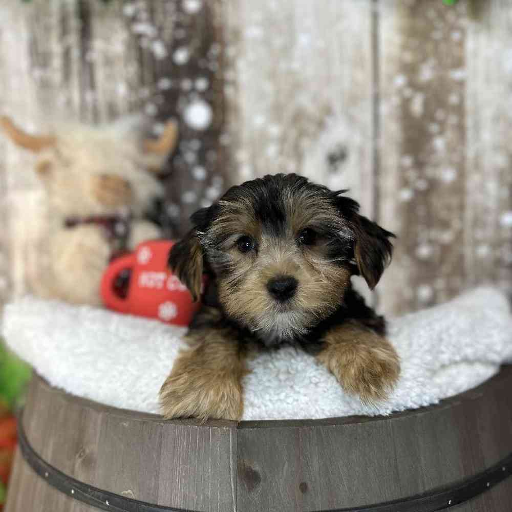 Male Yorkshire Terrier Puppy for Sale in Saugus, MA