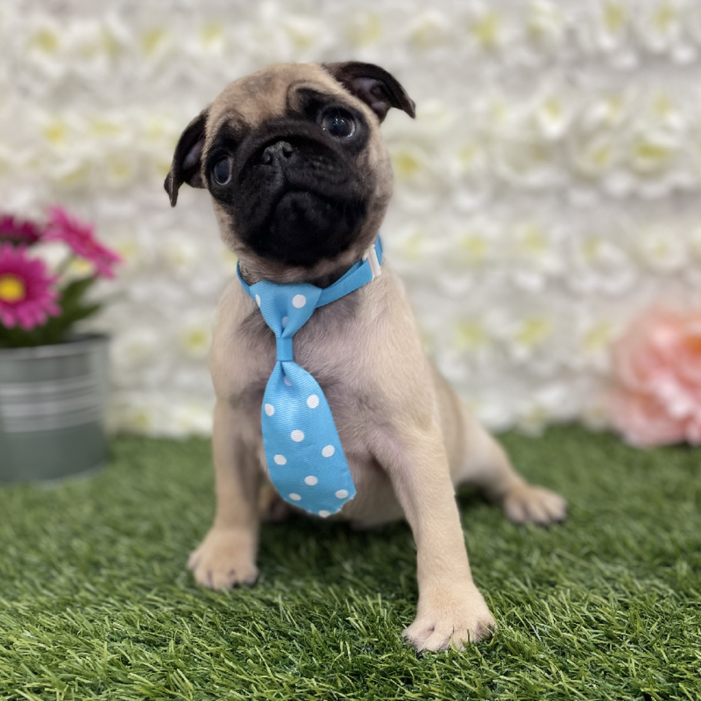 Male Pug Puppy for Sale in Braintree, MA