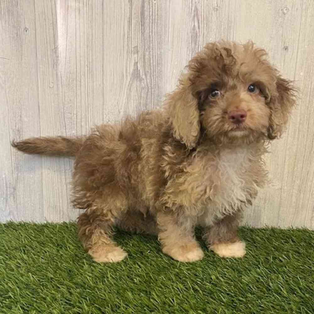 Male Cockapoo Puppy for sale