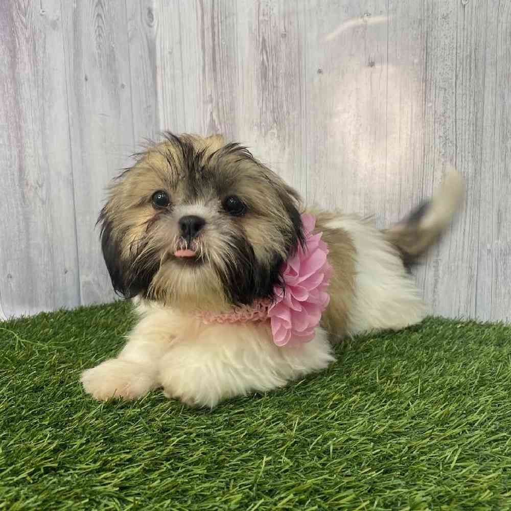 Female Shih Tzu Puppy for Sale in Saugus, MA