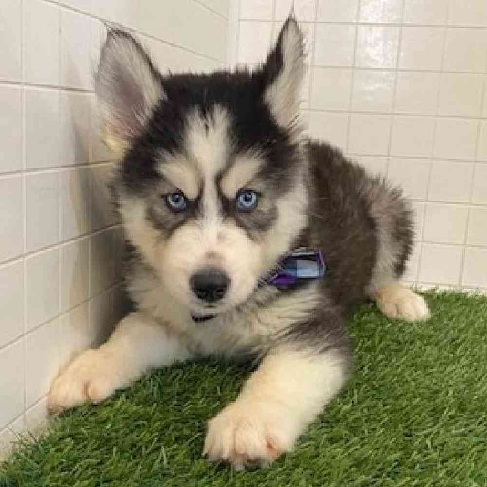 Male Siberian Husky Puppy for sale