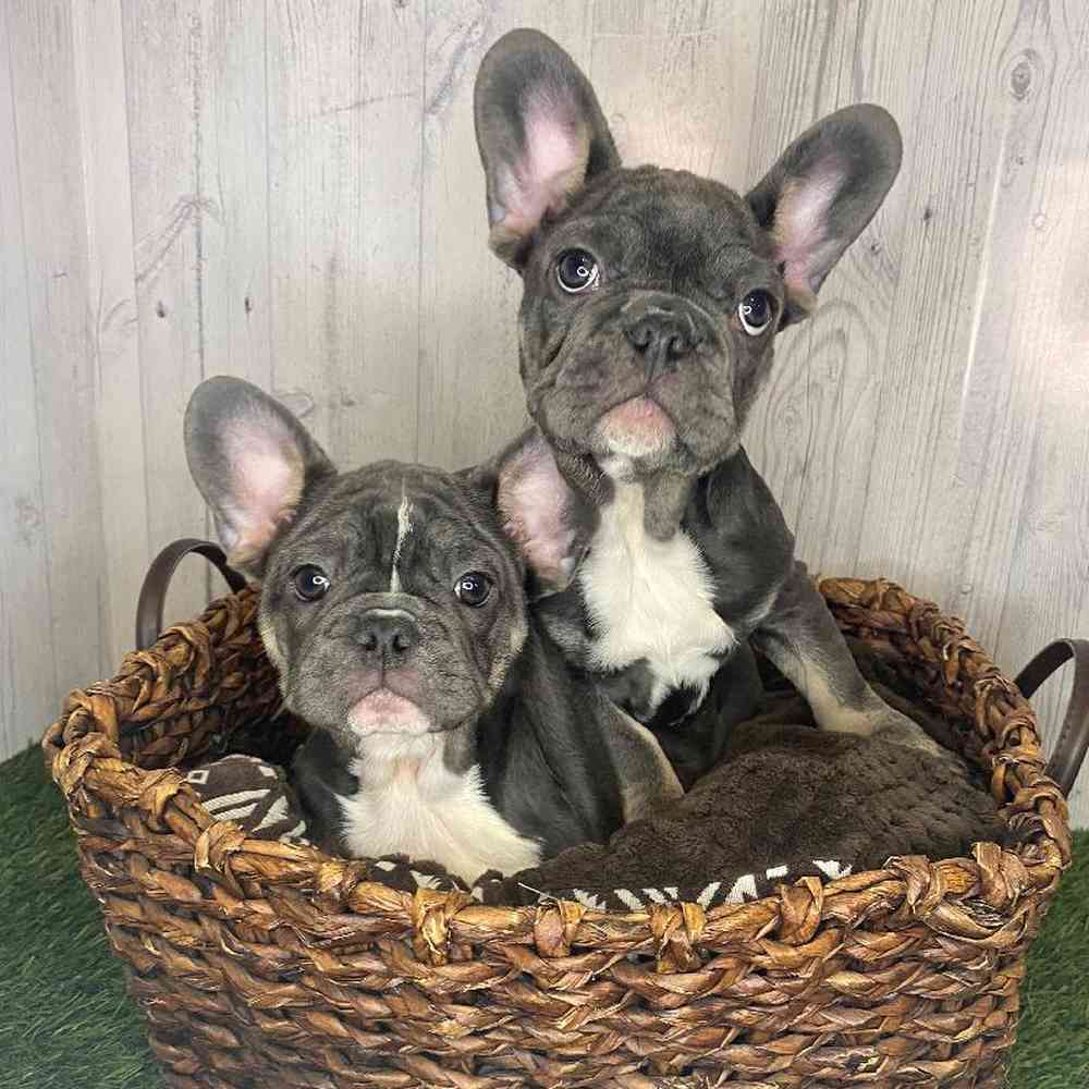 Female French Bulldog Puppy for Sale in Saugus, MA