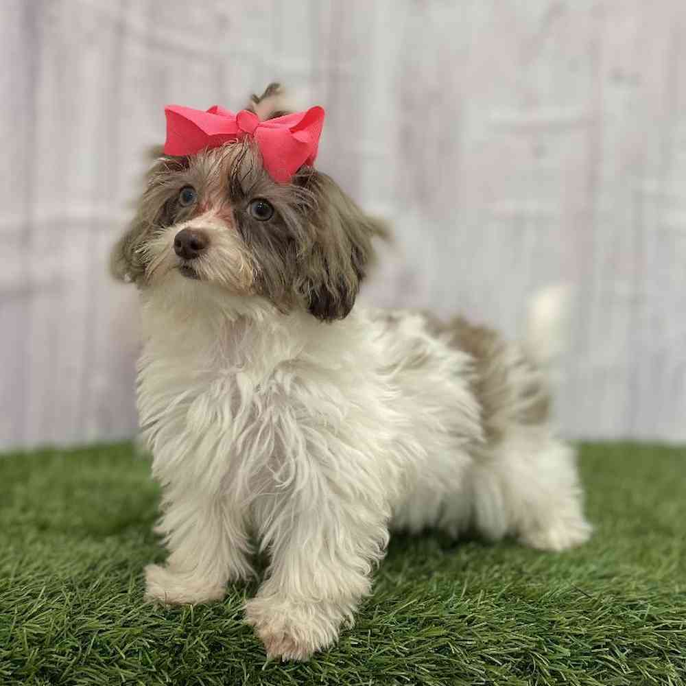 Female Havapoo Puppy for Sale in Braintree, MA