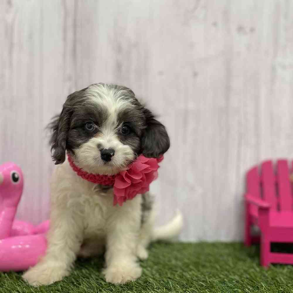 Female Cavapoo Puppy for Sale in Braintree, MA