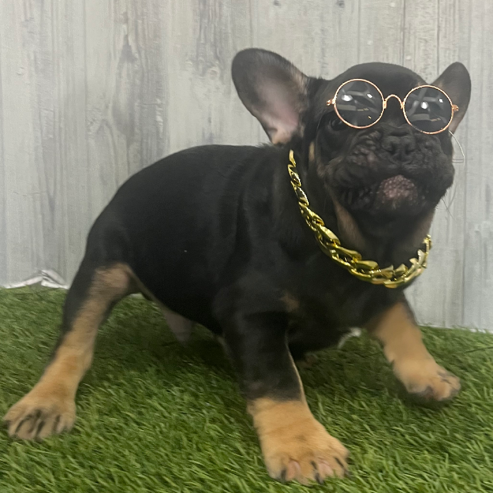 Male French Bulldog Puppy for Sale in Braintree, MA