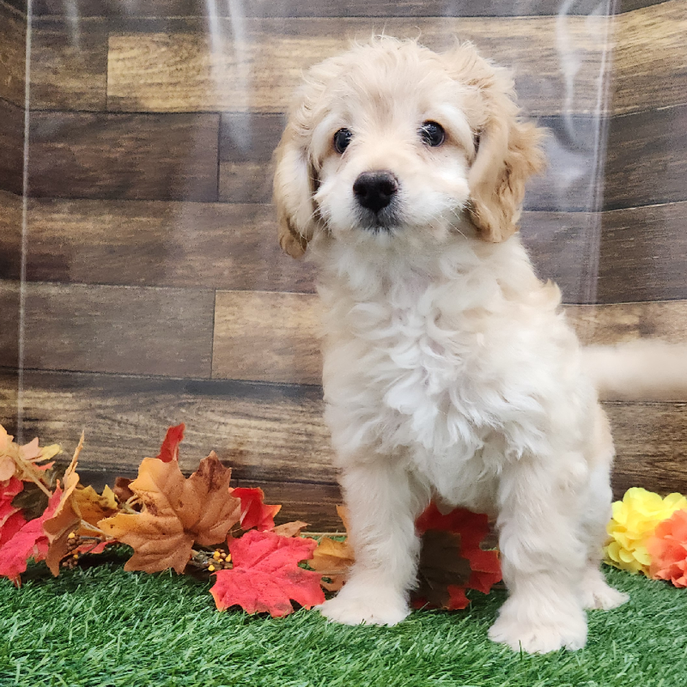 Male Cockapoo 2nd Gen Puppy for Sale in Braintree, MA