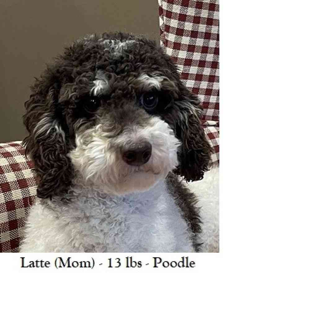 Female Yorkie-Poo Puppy for Sale in Braintree, MA