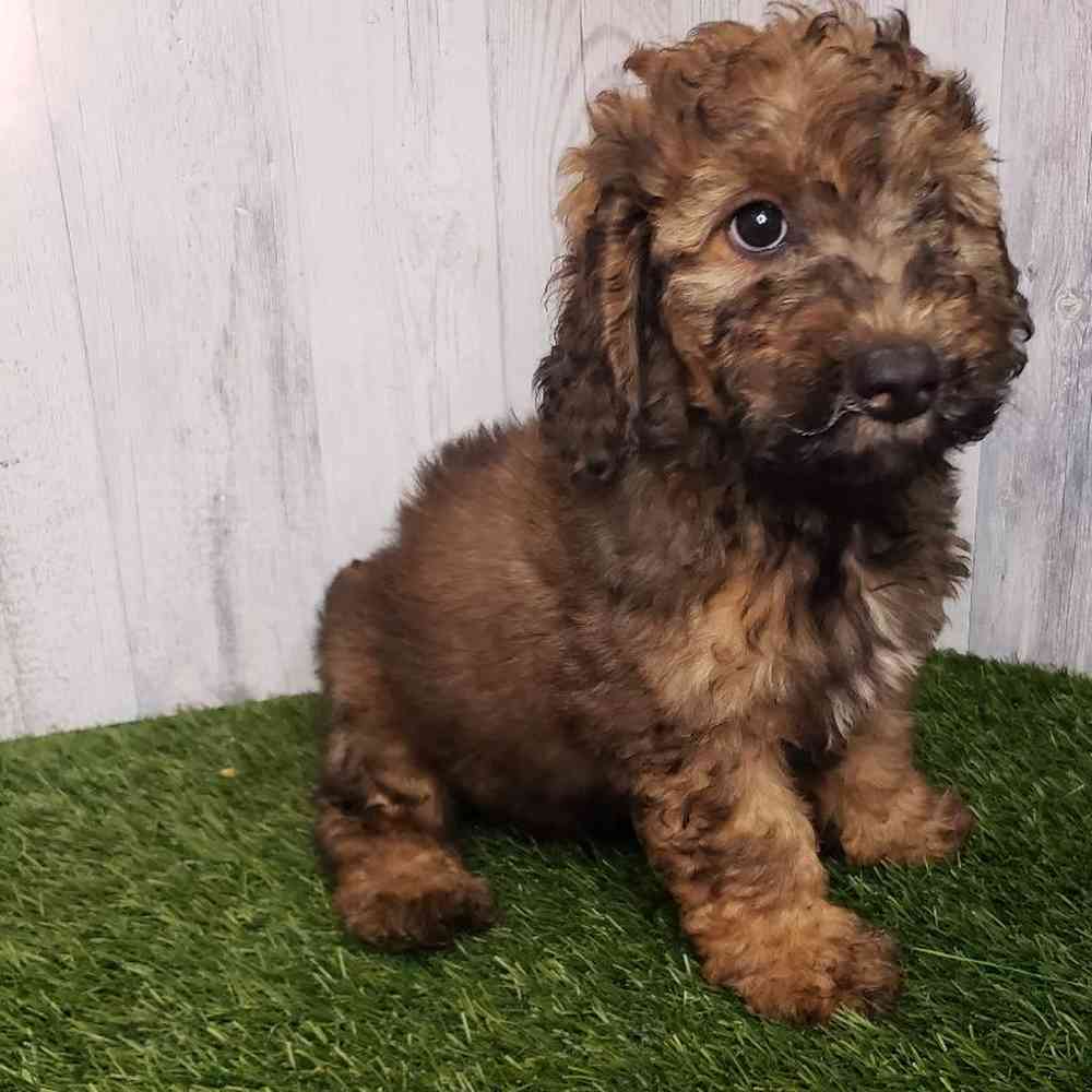 Male Mini Goldendoodle 2nd Gen Puppy for sale