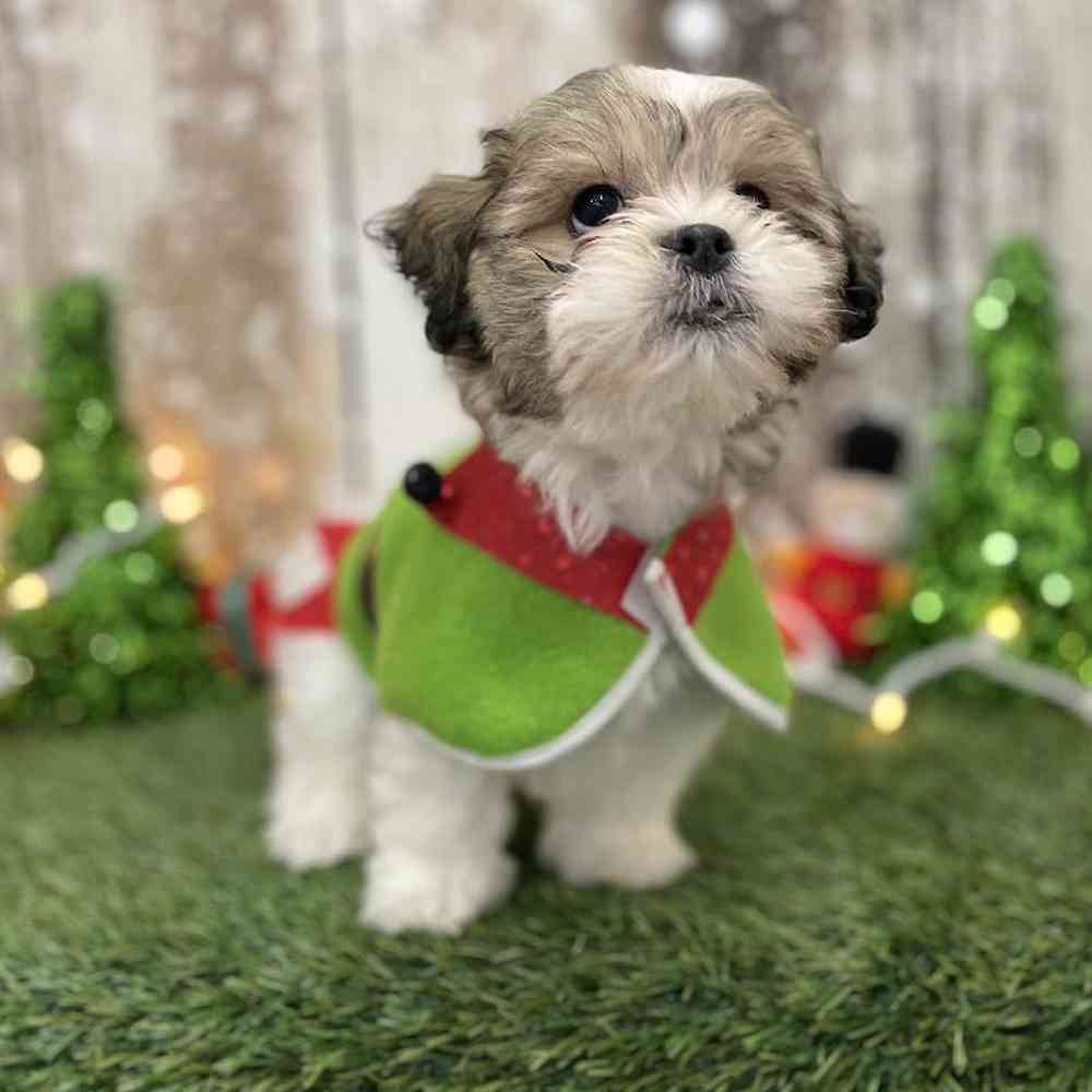 Male Teddy Bear (Zuchon) Puppy for Sale in Braintree, MA