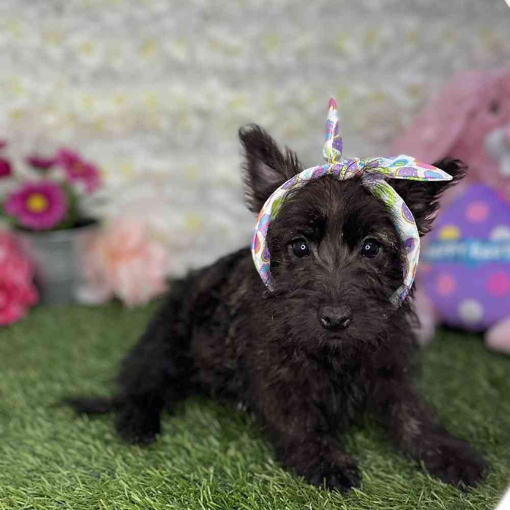 Female Cairn Terrier Puppy for Sale in Braintree, MA