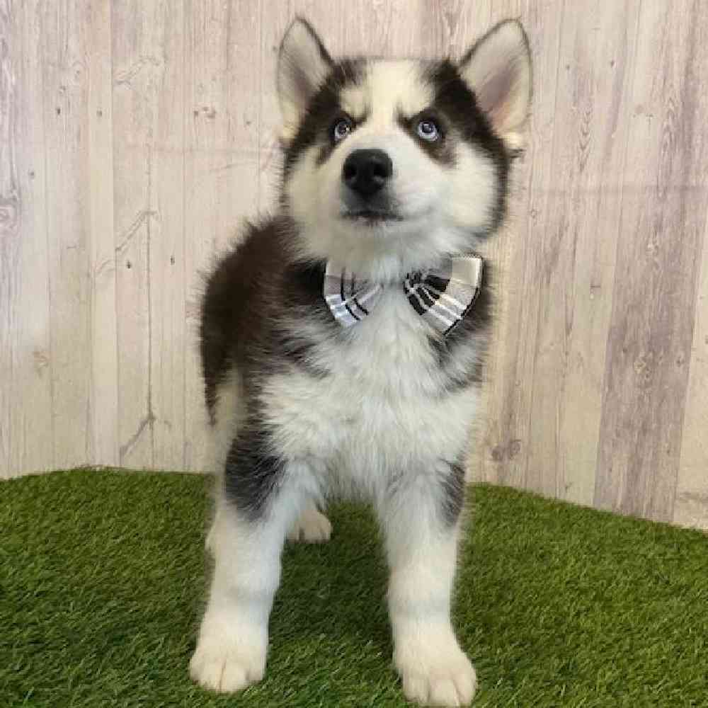 Male Siberian Husky Puppy for Sale in Saugus, MA