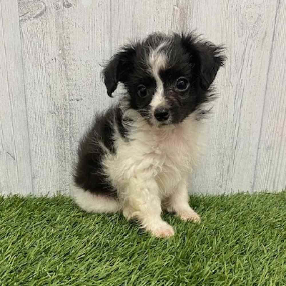 Male Mini Aussiedoodle Puppy for Sale in Braintree, MA