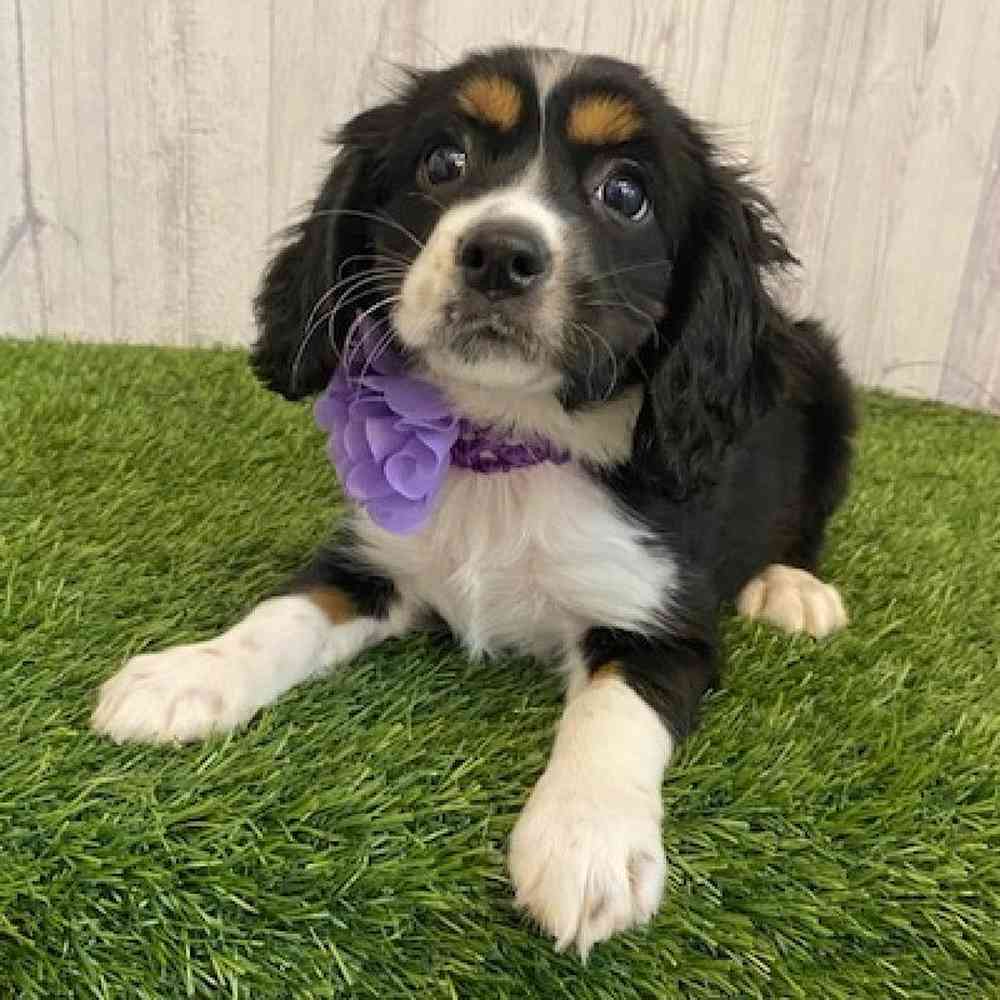 Female Cotralian (Mini Aussie/Cocker Spaniel) Puppy for sale