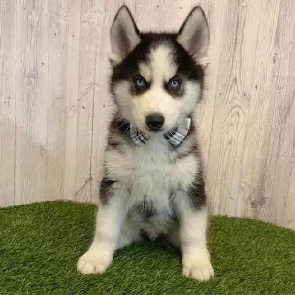 Male Siberian Husky Puppy for Sale in Saugus, MA