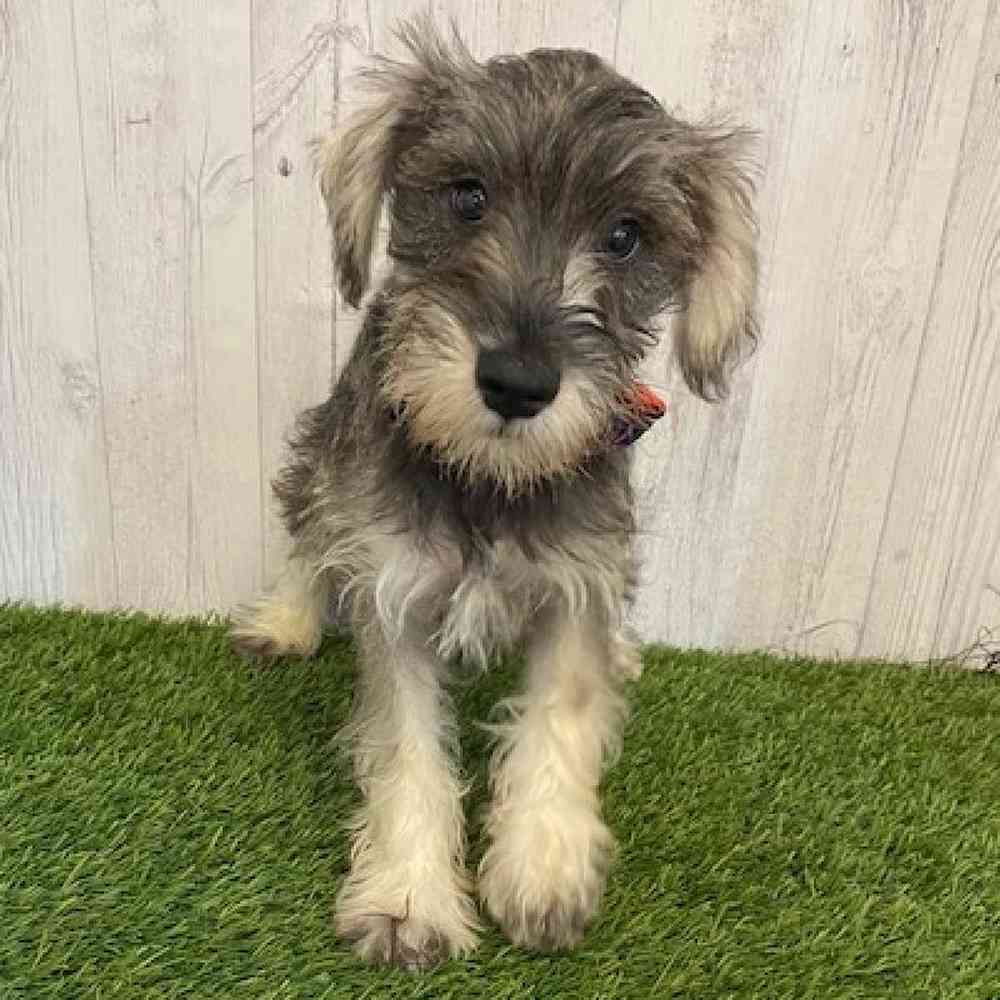 Male Miniature Schnauzer Puppy for sale