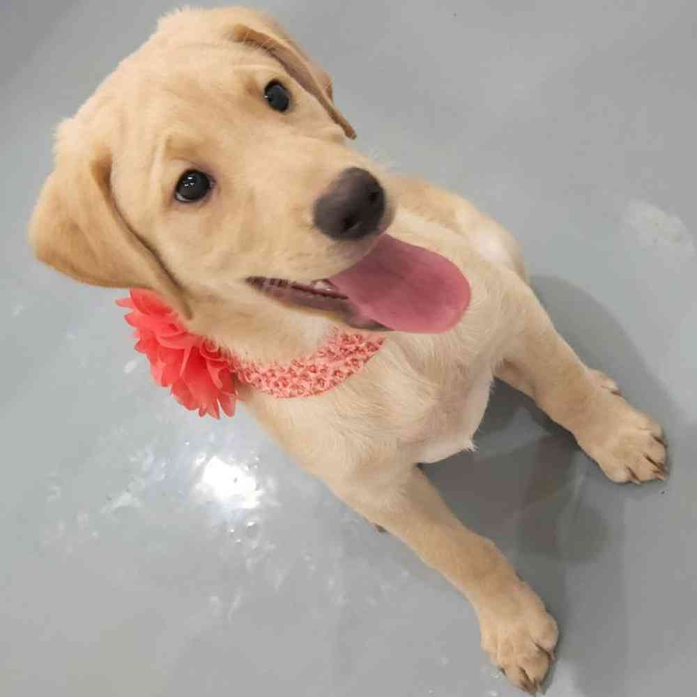 Female Labrador Retriever Puppy for sale