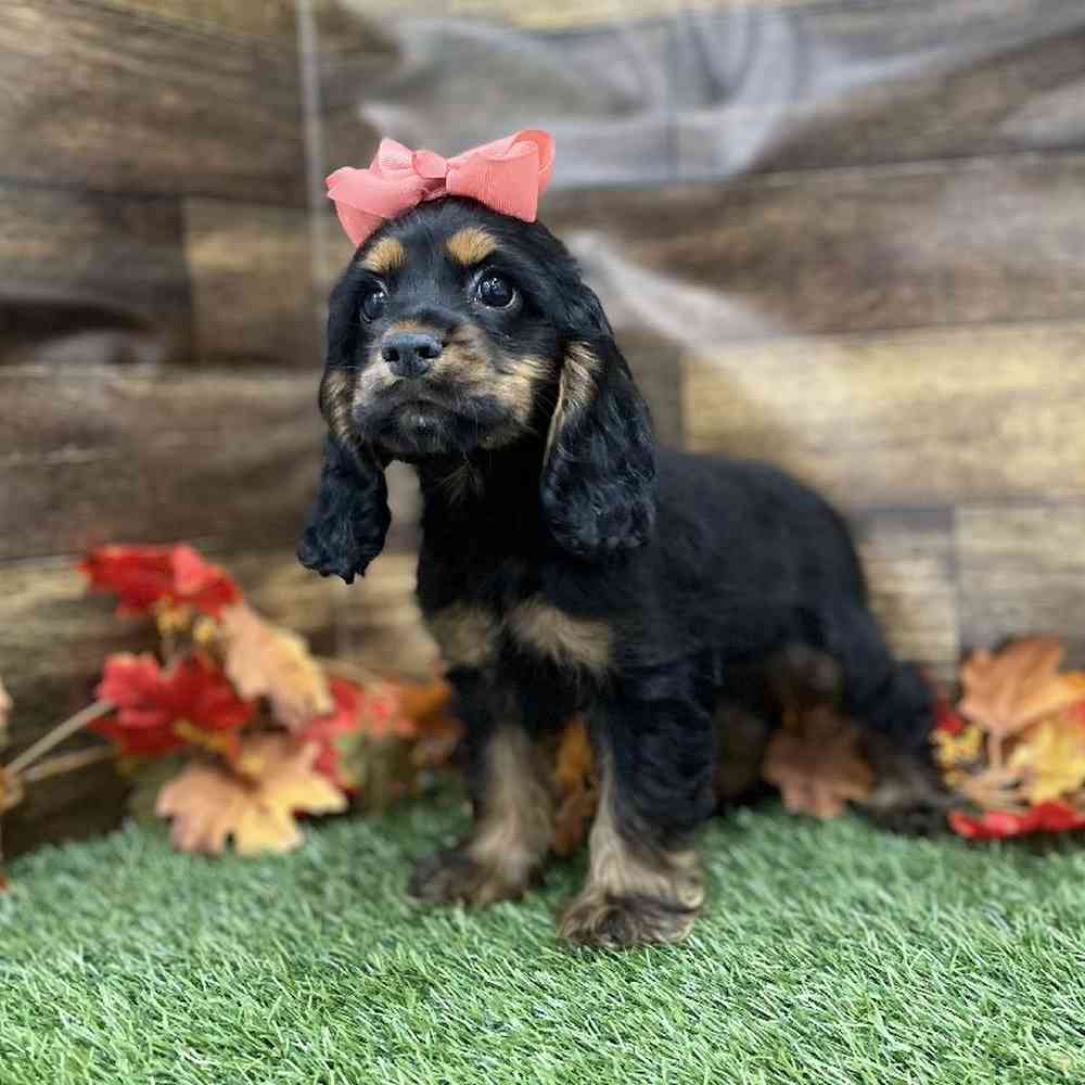Female Cocker Spaniel Puppy for Sale in Braintree, MA
