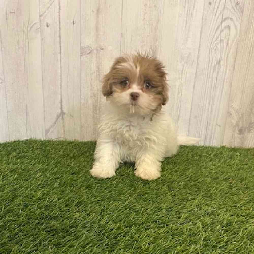 Female Shih-Poo Puppy for sale