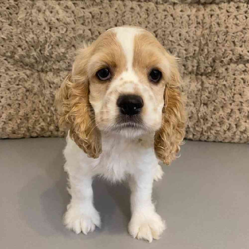 Female Cocker Spaniel Puppy for sale