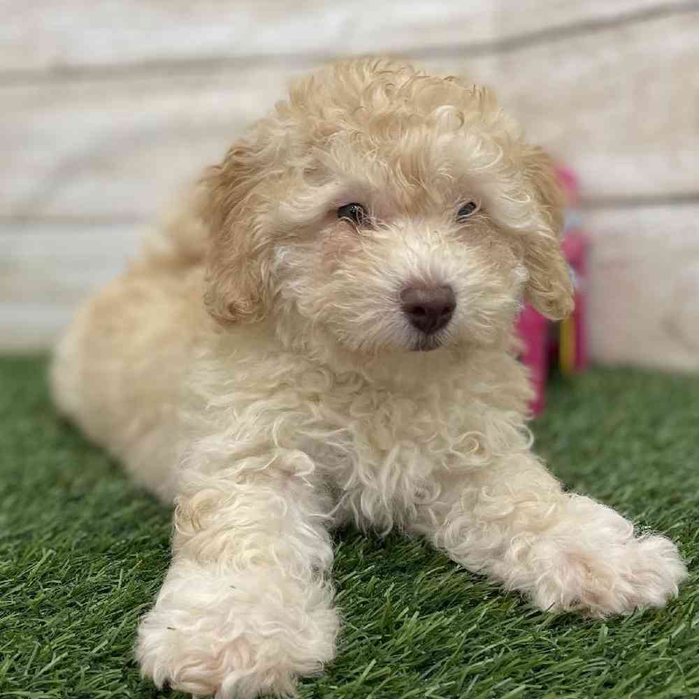 Male Mini Goldendoodle 2nd Gen Puppy for Sale in Braintree, MA