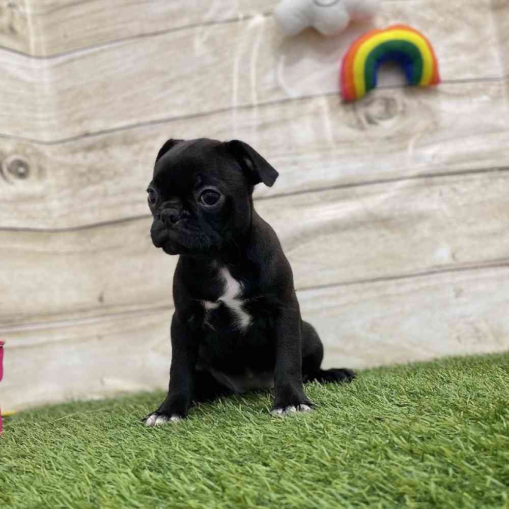 Female Bugg Puppy for Sale in Braintree, MA