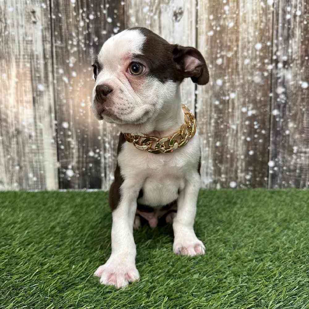 Male Boston Terrier Puppy for Sale in Saugus, MA