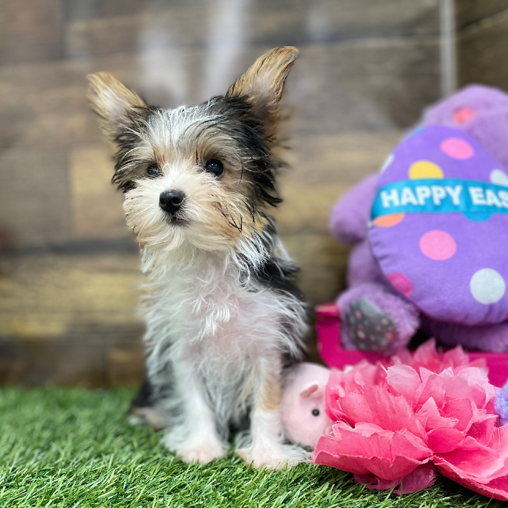 Female Yorkshire Terrier Puppy for Sale in Braintree, MA