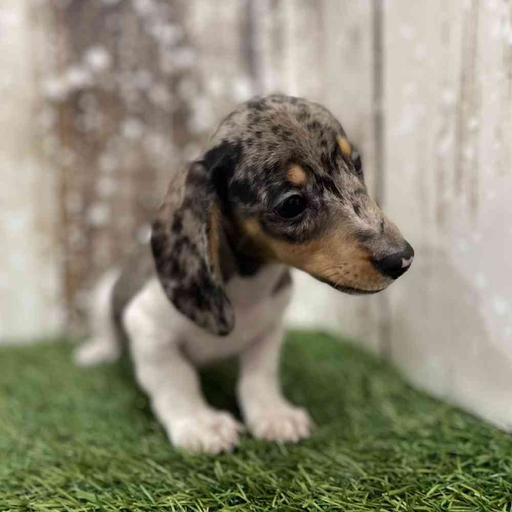 Male Dachshund Puppy for Sale in Braintree, MA