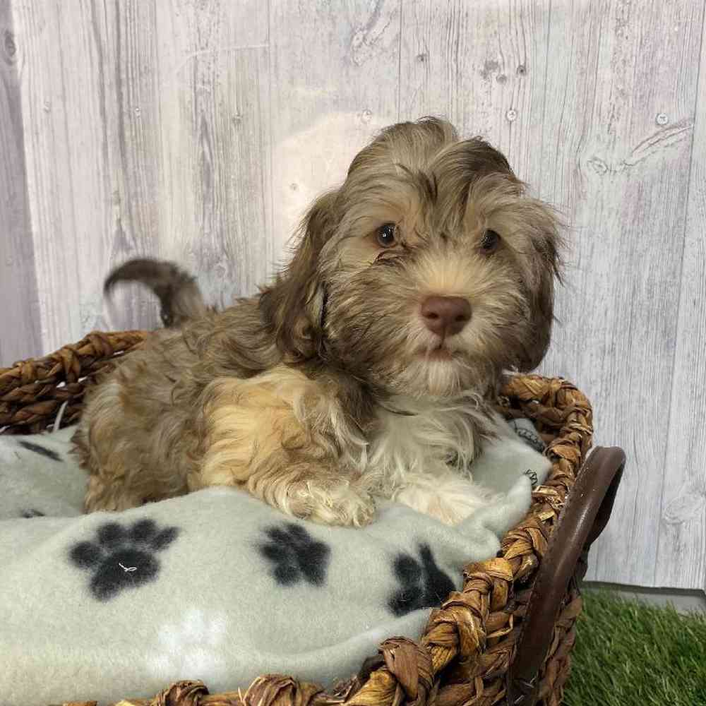 Male Havanese Puppy for Sale in Saugus, MA