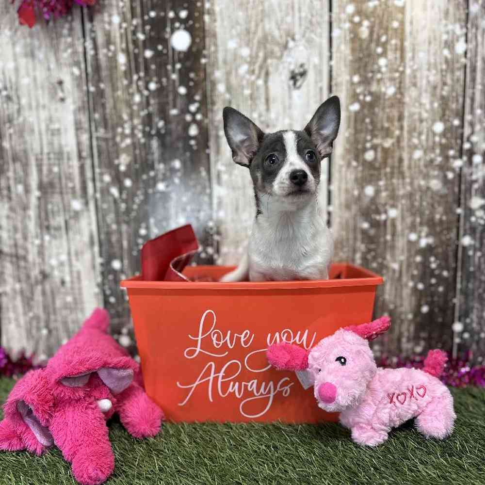 Female Chihuahua Puppy for Sale in Saugus, MA