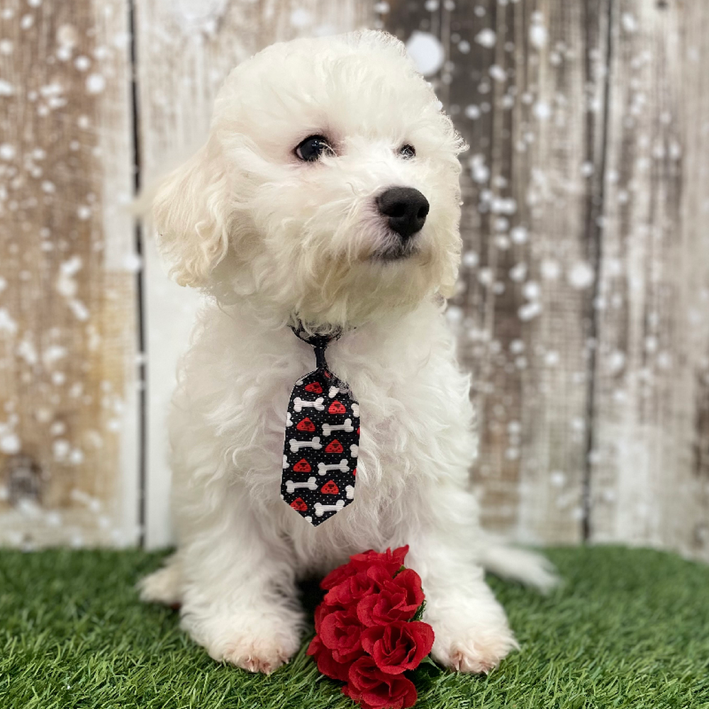 Male Bichon Frise Puppy for Sale in Braintree, MA