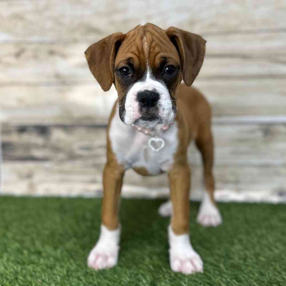 Female Boxer Puppy for Sale in Saugus, MA