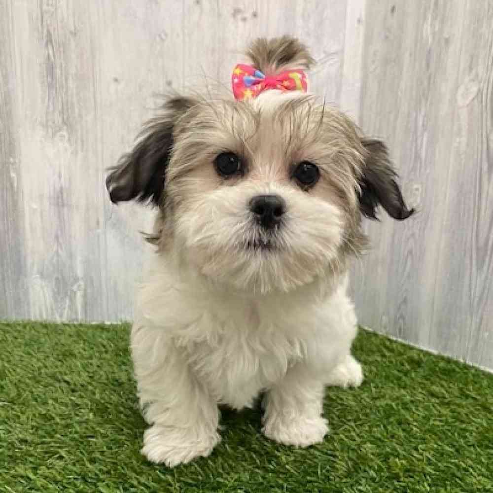 Female Teddy Bear (Zuchon) Puppy for Sale in Braintree, MA