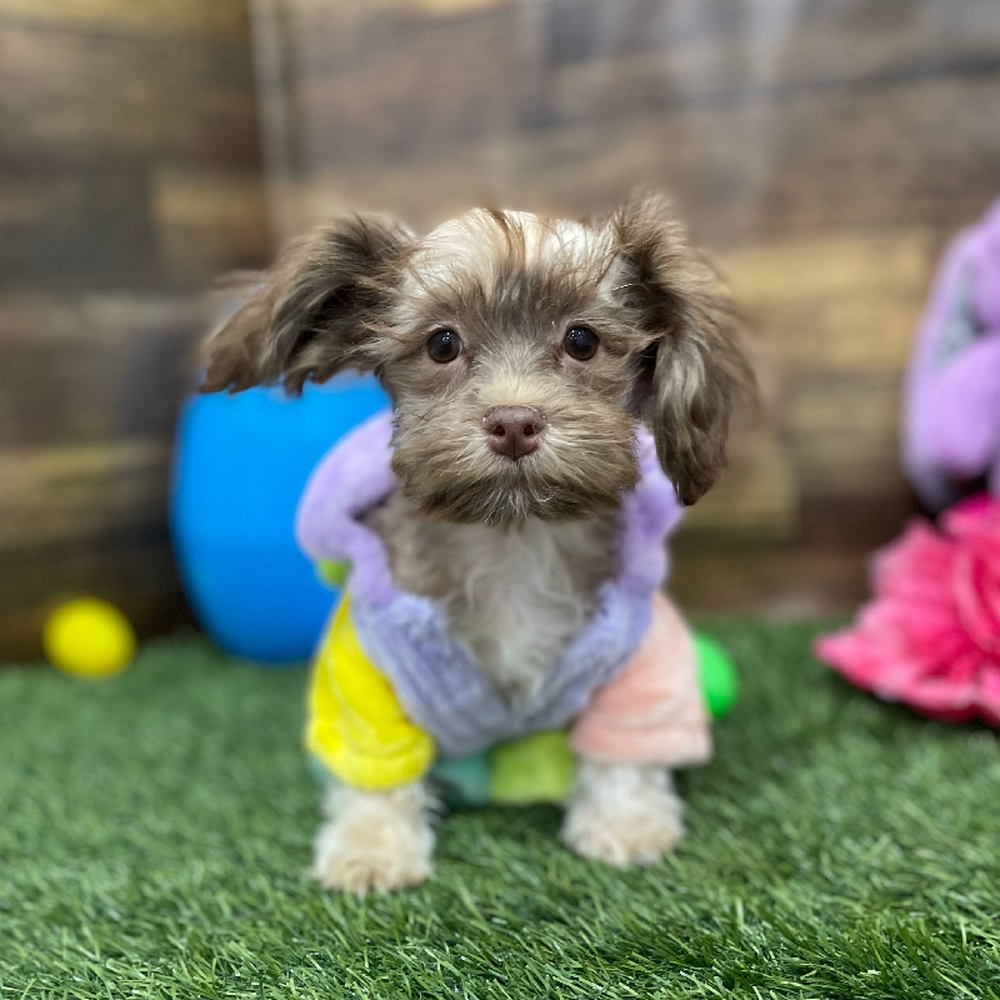Male Havanese Puppy for Sale in Braintree, MA