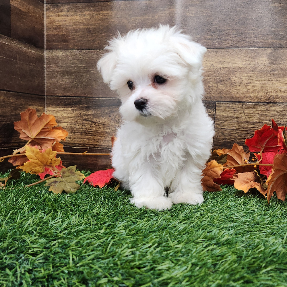 Male Maltese Puppy for Sale in Braintree, MA