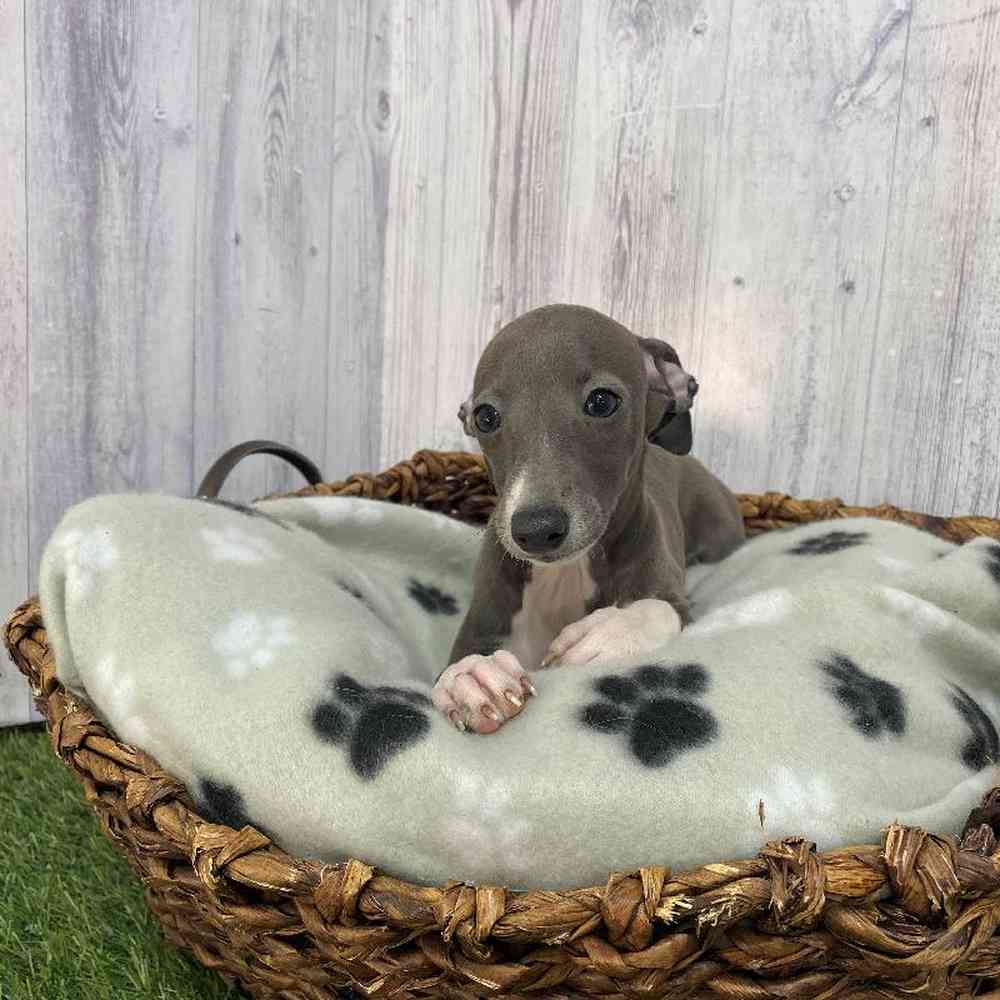 Female Italian Greyhound Puppy for Sale in Saugus, MA