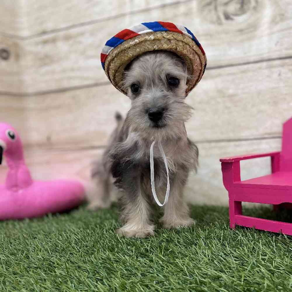 Male Miniature Schnauzer Puppy for Sale in Braintree, MA