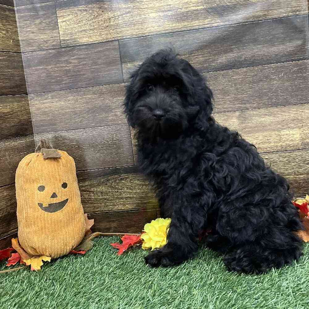 Male Cockapoo 2nd Gen Puppy for Sale in Braintree, MA