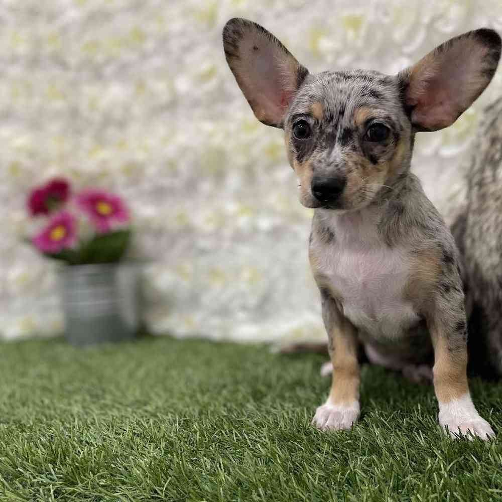 Female Chihuahua Puppy for Sale in Braintree, MA